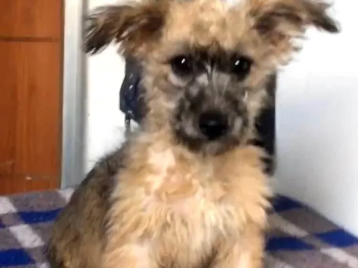 Cachorro ra a SRD-ViraLata idade 2 a 6 meses nome Cristal 