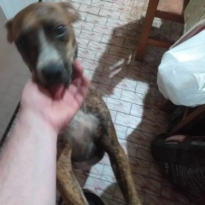 Cachorro ra a SRD-ViraLata idade 4 anos nome tigrao