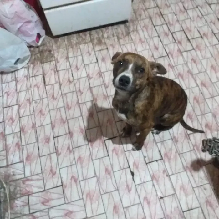 Cachorro ra a SRD-ViraLata idade 4 anos nome tigrao