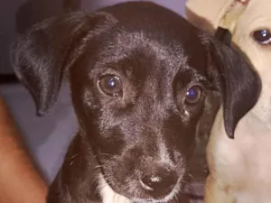 Cachorro raça SRD-ViraLata idade 7 a 11 meses nome Preciosa
