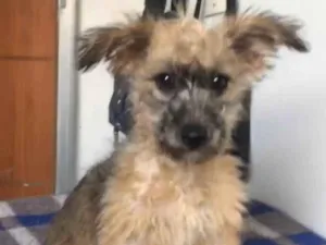 Cachorro raça SRD-ViraLata idade 2 a 6 meses nome Cristal 