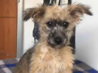 Cachorro raça SRD-ViraLata idade 2 a 6 meses nome Cristal 