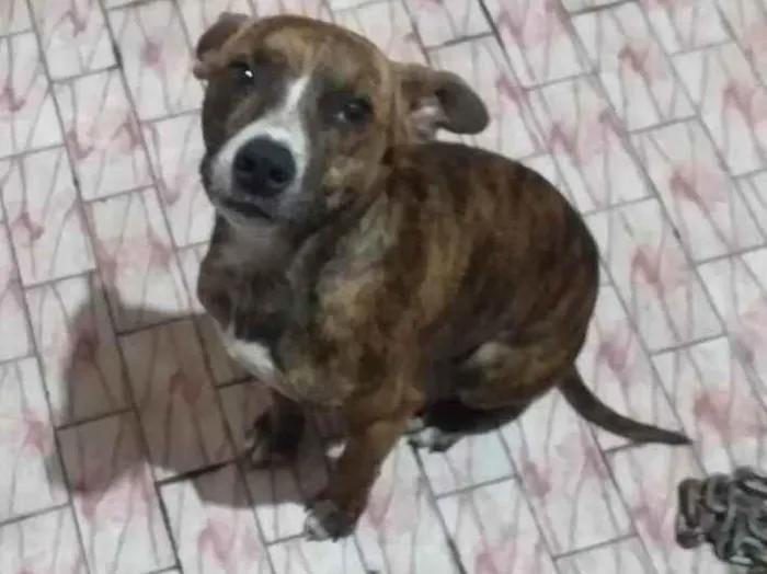 Cachorro ra a SRD-ViraLata idade 4 anos nome tigrao