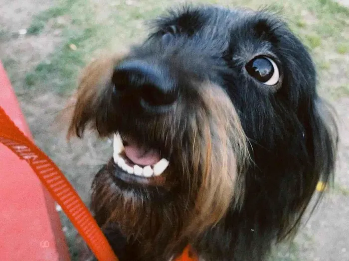 Cachorro ra a SRD-ViraLata idade 3 anos nome Anakin 