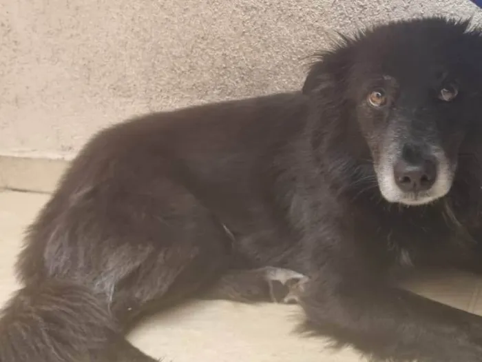 Cachorro ra a SRD-ViraLata idade 6 ou mais anos nome Ella