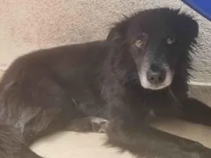 Cachorro raça SRD-ViraLata idade 6 ou mais anos nome Ella