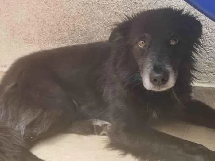 Cachorro ra a SRD-ViraLata idade 6 ou mais anos nome Ella