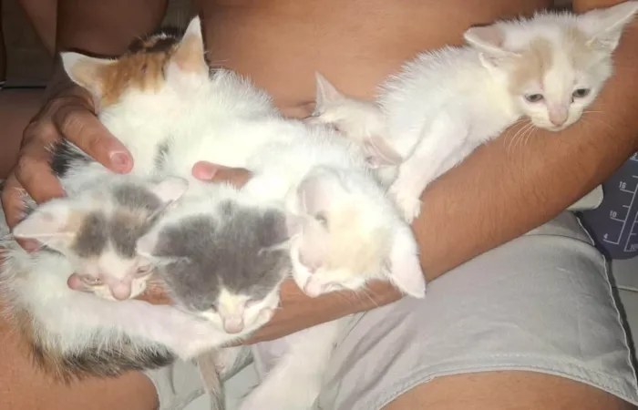 Gato ra a SRD-ViraLata idade 2 a 6 meses nome Filhotes 