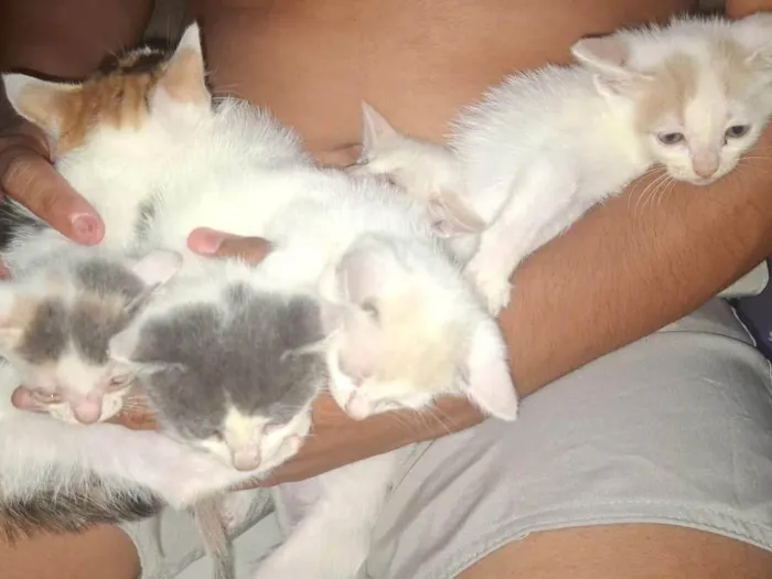 Gato ra a SRD-ViraLata idade 2 a 6 meses nome Filhotes 