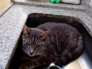 Gato ra a SRD-ViraLata idade 7 a 11 meses nome Menino 