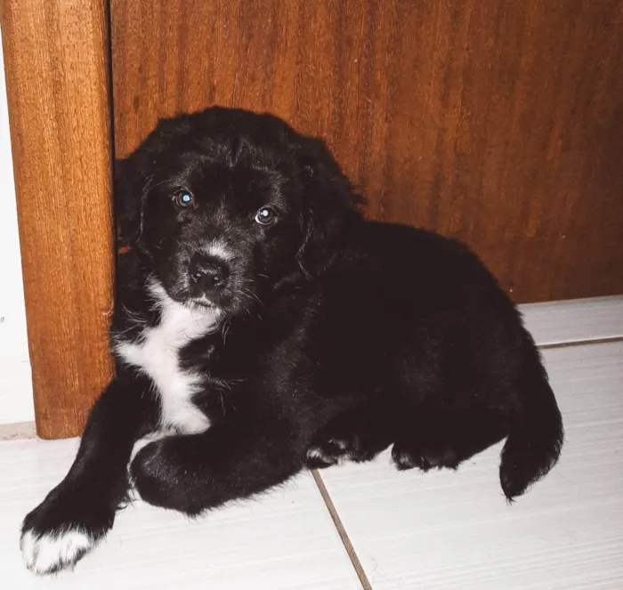 Cachorro ra a SRD-ViraLata idade Abaixo de 2 meses nome Sirius