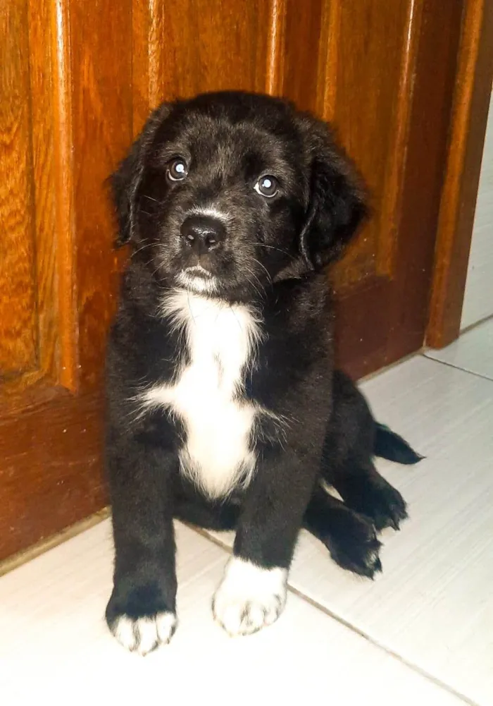 Cachorro ra a SRD-ViraLata idade Abaixo de 2 meses nome Sirius