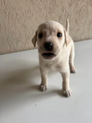 Cachorro raça SRD-ViraLata idade 2 a 6 meses nome NINHADA 