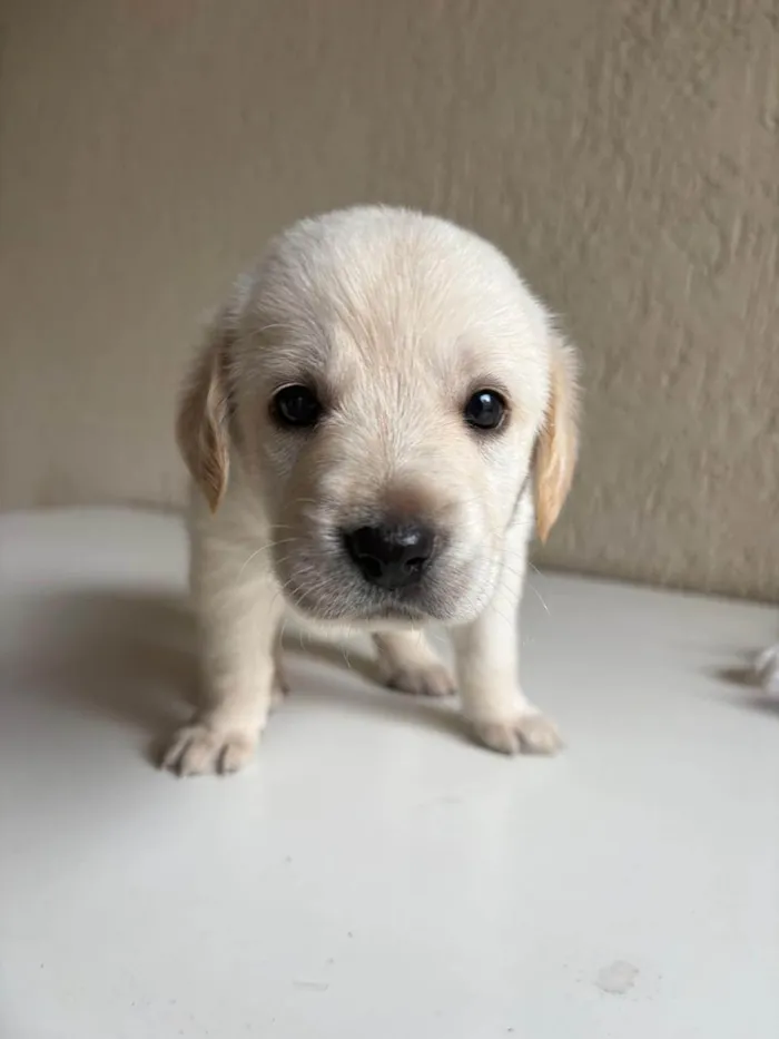 Cachorro ra a SRD-ViraLata idade 2 a 6 meses nome NINHADA 