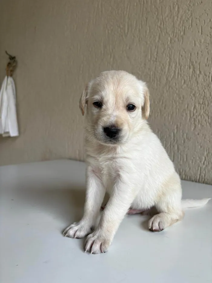 Cachorro ra a SRD-ViraLata idade 2 a 6 meses nome NINHADA 