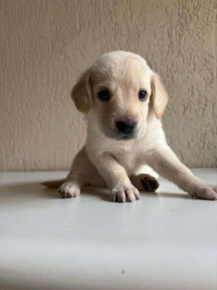 Cachorro ra a SRD-ViraLata idade 2 a 6 meses nome NINHADA 