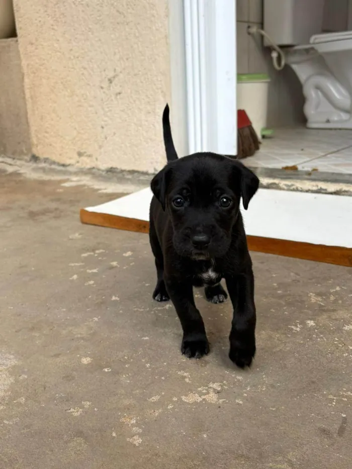 Cachorro ra a SRD-ViraLata idade 2 a 6 meses nome NINHADA 