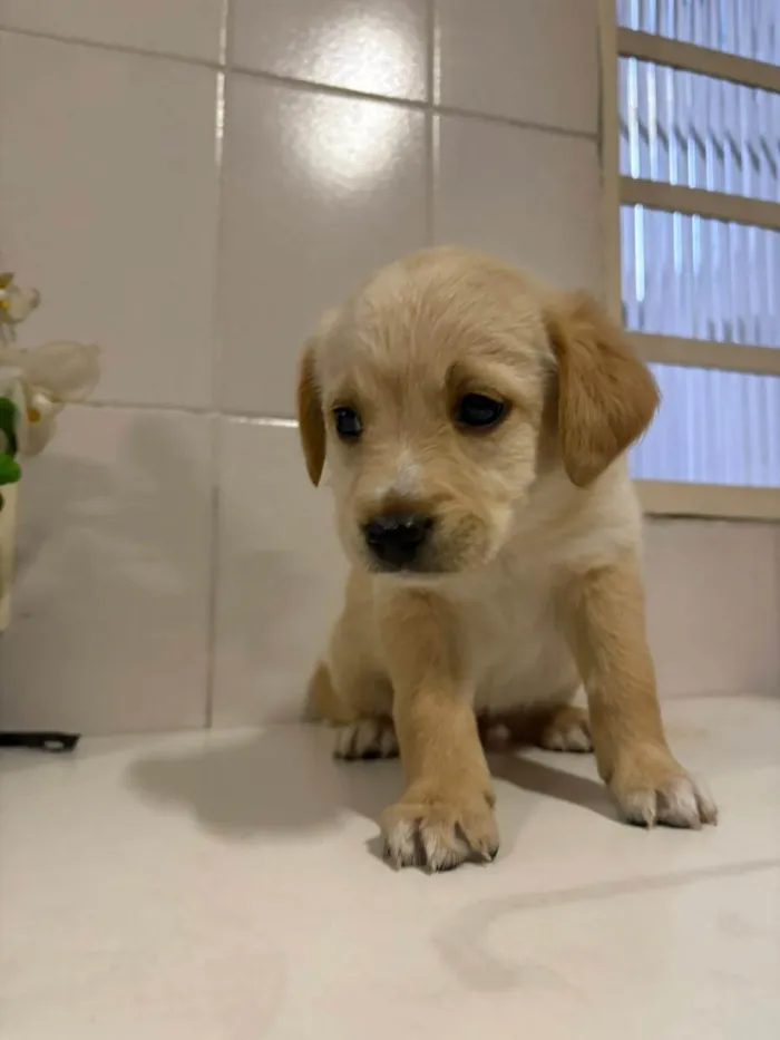 Cachorro ra a SRD-ViraLata idade 2 a 6 meses nome NINHADA 