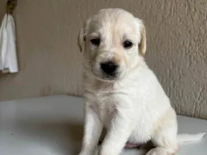 Cachorro raça SRD-ViraLata idade 2 a 6 meses nome NINHADA 