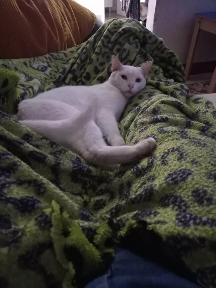 Gato ra a SRD-ViraLata idade 3 anos nome Snow Gato