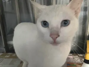 Gato raça SRD-ViraLata idade 3 anos nome Snow Gato