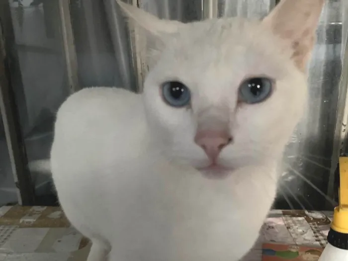 Gato ra a SRD-ViraLata idade 3 anos nome Snow Gato