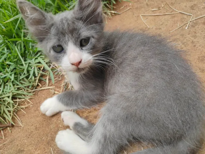 Gato ra a SRD-ViraLata idade Abaixo de 2 meses nome Sem nome 