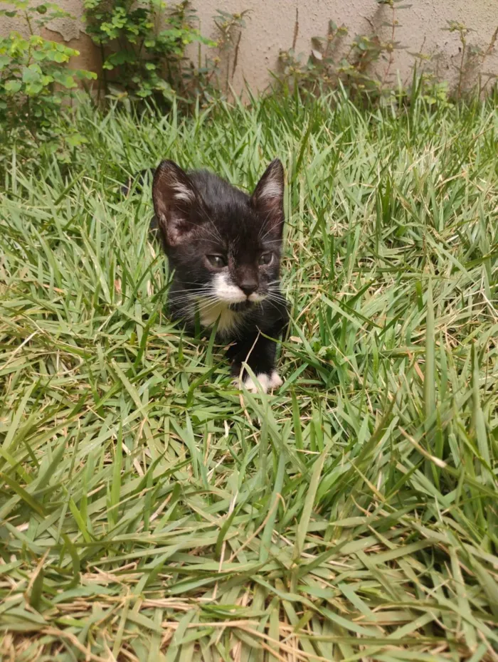 Gato ra a SRD-ViraLata idade Abaixo de 2 meses nome Sem nome 