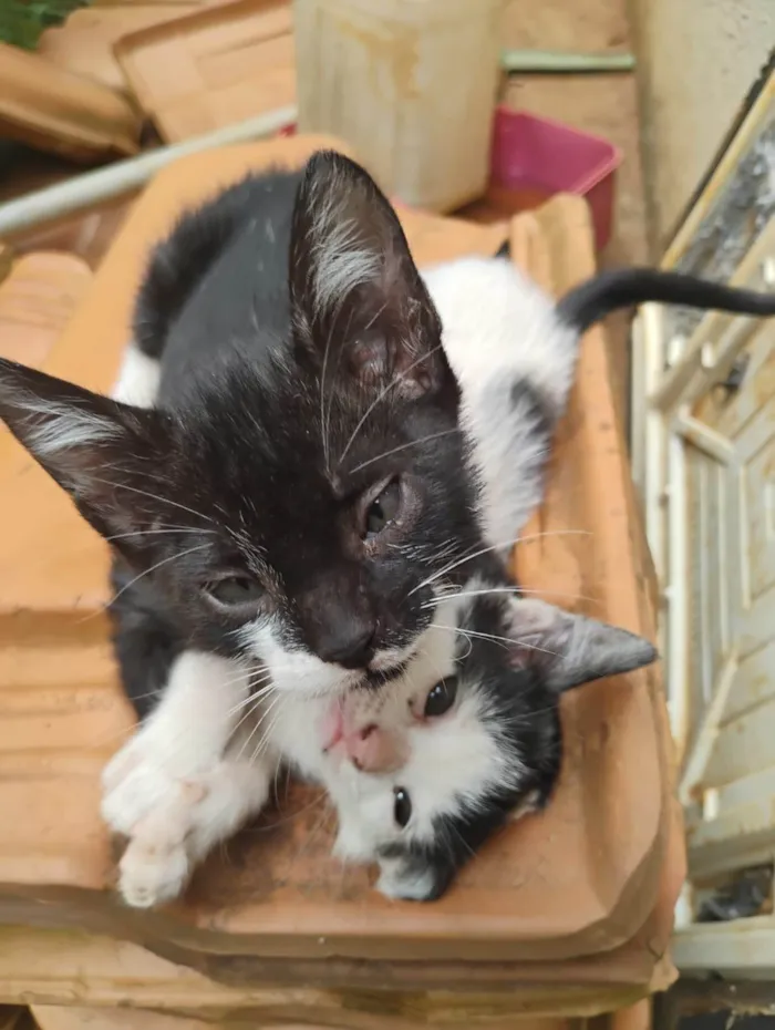 Gato ra a SRD-ViraLata idade Abaixo de 2 meses nome Sem nome 