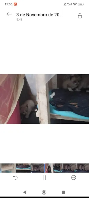 Gato raça SRD-ViraLata idade Abaixo de 2 meses nome Não tem