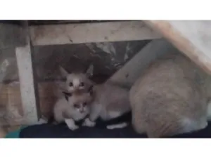 Gato raça SRD-ViraLata idade Abaixo de 2 meses nome Não tem