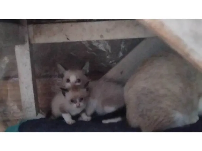 Gato ra a SRD-ViraLata idade Abaixo de 2 meses nome Não tem