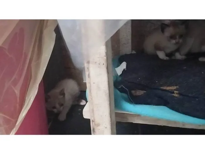 Gato ra a SRD-ViraLata idade Abaixo de 2 meses nome Não tem