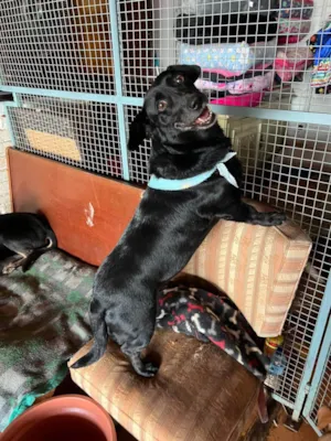 Cachorro raça SRD-ViraLata idade 6 ou mais anos nome Dorothy