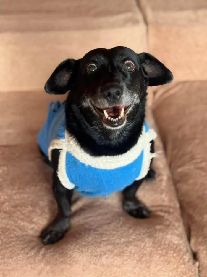 Cachorro ra a SRD-ViraLata idade 6 ou mais anos nome Dorothy