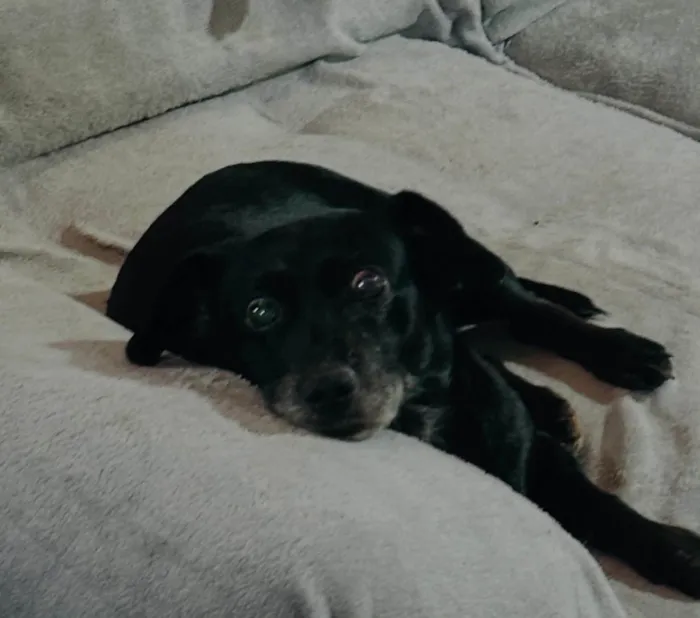 Cachorro ra a SRD-ViraLata idade 6 ou mais anos nome Dorothy