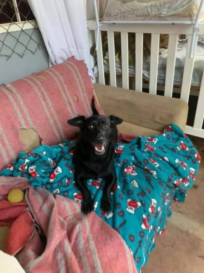 Cachorro ra a SRD-ViraLata idade 6 ou mais anos nome Dorothy