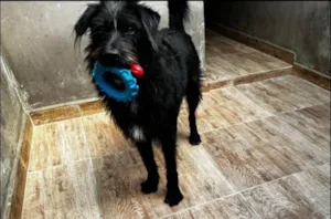 Cachorro raça SRD-ViraLata idade 3 anos nome Tutty