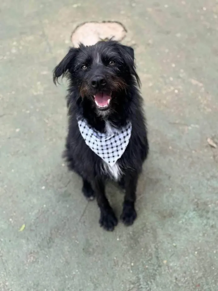 Cachorro ra a SRD-ViraLata idade 3 anos nome Tutty