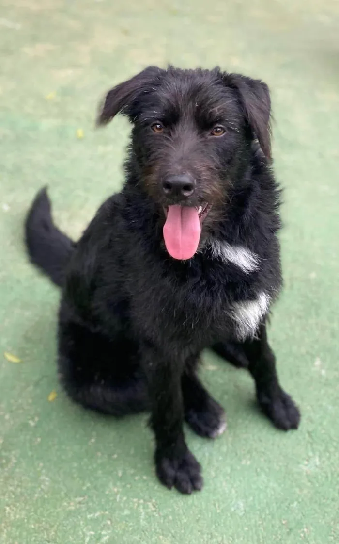 Cachorro ra a SRD-ViraLata idade 3 anos nome Tutty