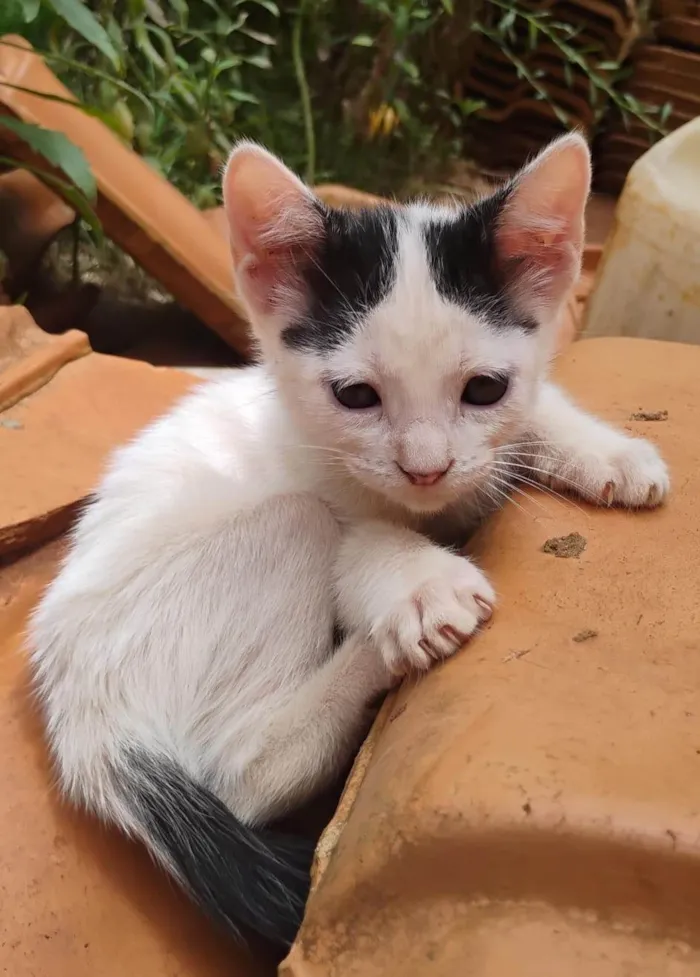 Gato ra a SRD-ViraLata idade 2 a 6 meses nome Sally, Jack e Karlayo