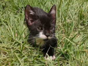 Gato raça SRD-ViraLata idade 2 a 6 meses nome Sally, Jack e Karlayo