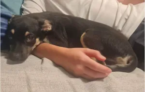 Cachorro raça SRD-ViraLata idade 2 a 6 meses nome Lulu