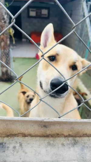 Cachorro raça SRD-ViraLata idade 1 ano nome João G
