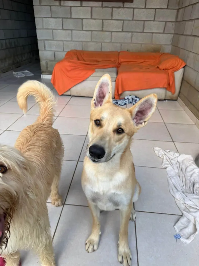 Cachorro ra a SRD-ViraLata idade 1 ano nome João G