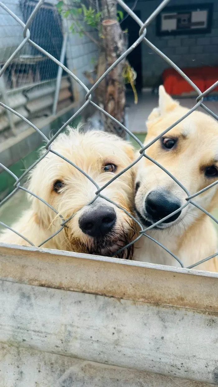 Cachorro ra a SRD-ViraLata idade 1 ano nome João G