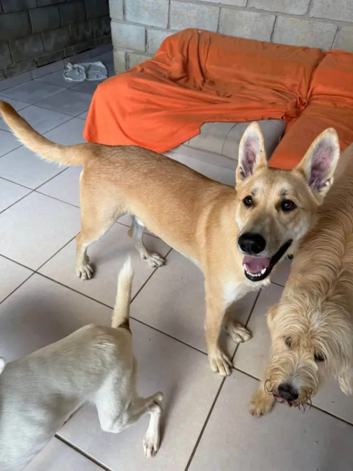 Cachorro ra a SRD-ViraLata idade 1 ano nome João G