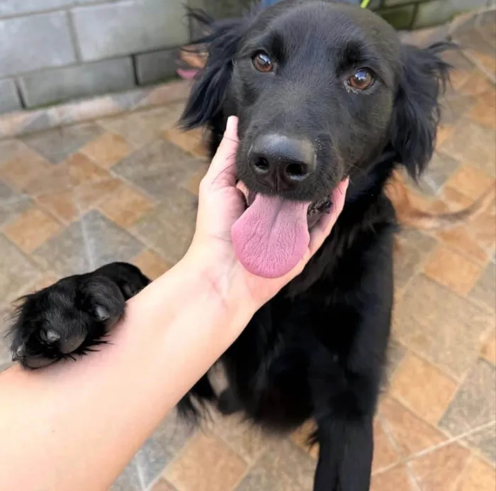 Cachorro ra a SRD-ViraLata idade 1 ano nome Niko