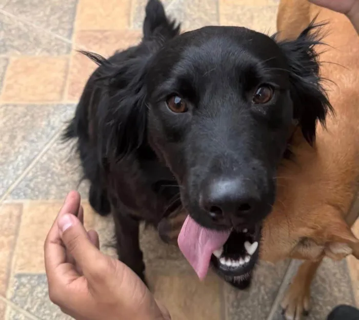 Cachorro ra a SRD-ViraLata idade 1 ano nome Niko