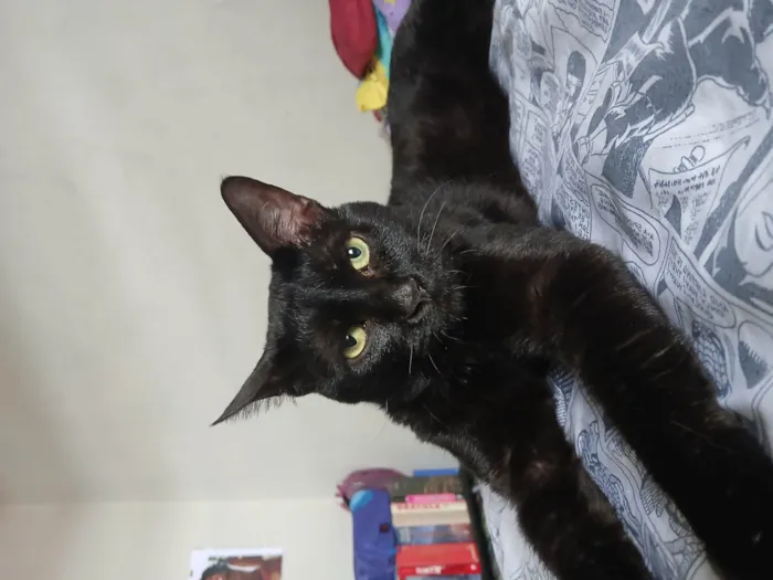 Gato ra a SRD-ViraLata idade 3 anos nome Cadu